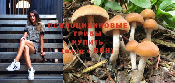 ПСИЛОЦИБИНОВЫЕ ГРИБЫ Вязники